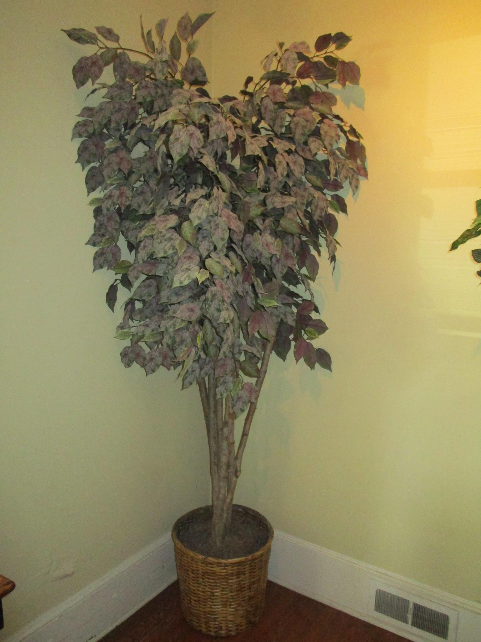 Faux Ficus Tree in Basket Planter - Approx.84" Tall- Looks so Real!!