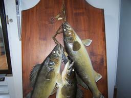 3 Walleye String Mount on Plaque