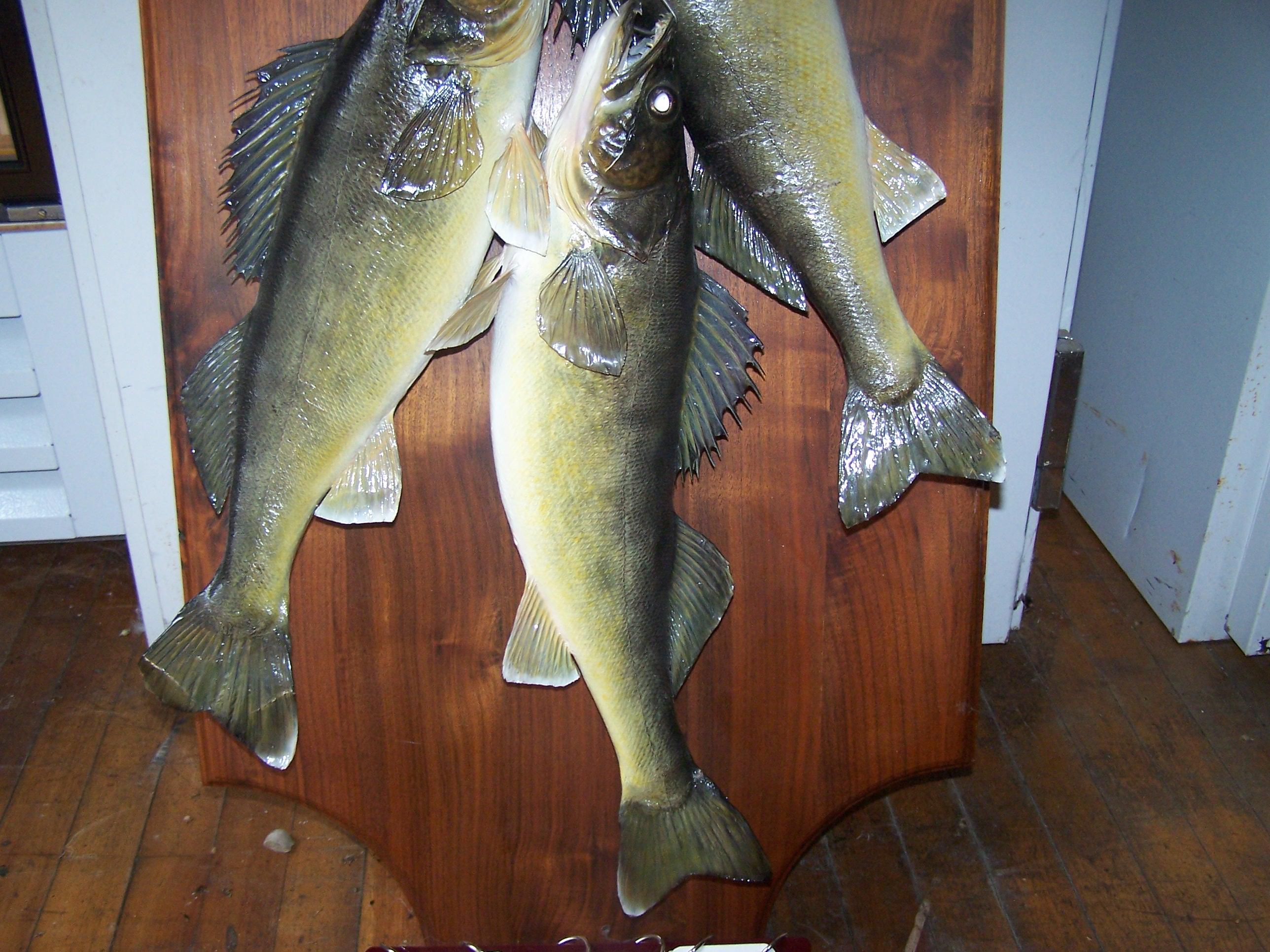 3 Walleye String Mount on Plaque