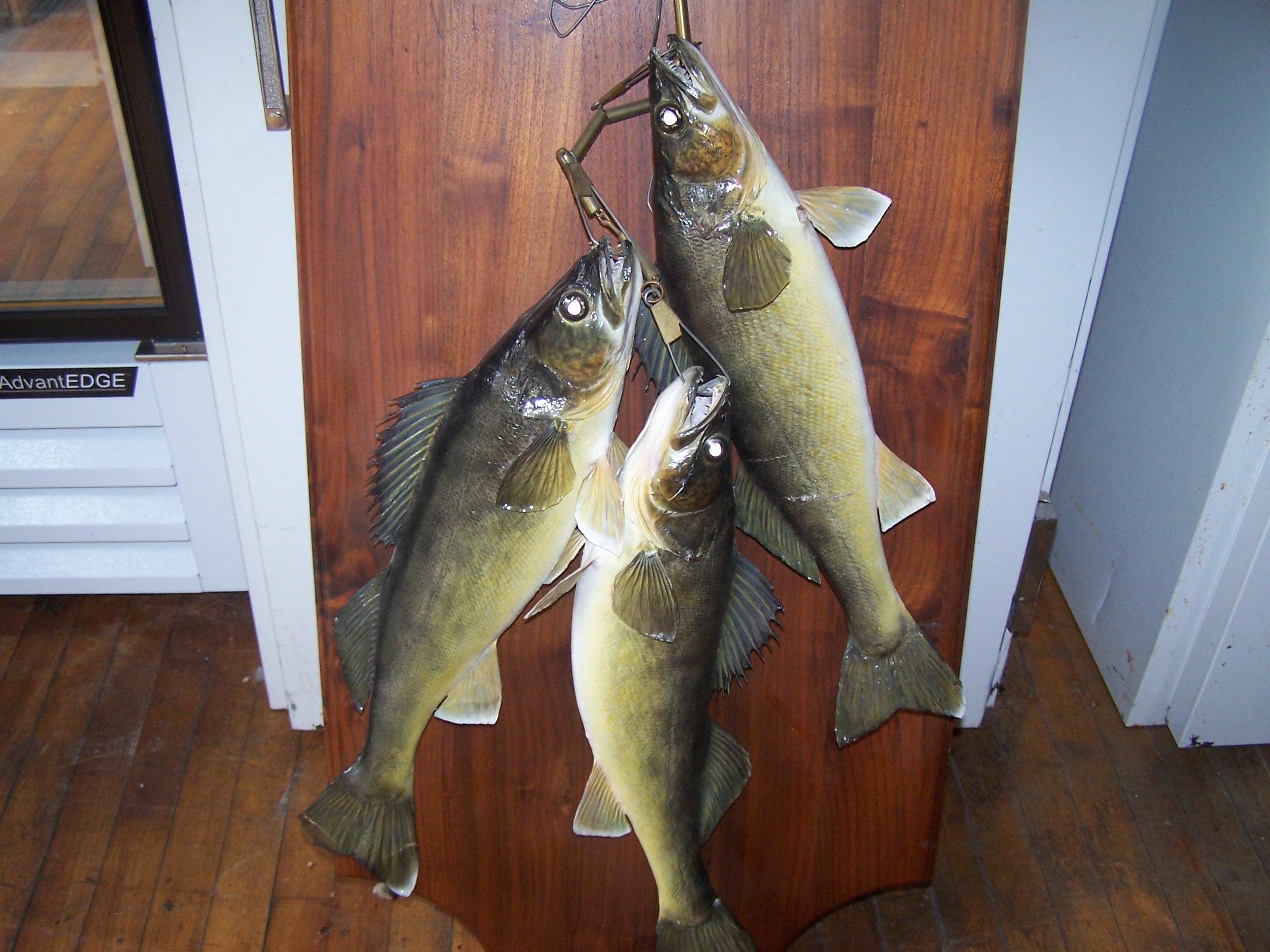 3 Walleye String Mount on Plaque