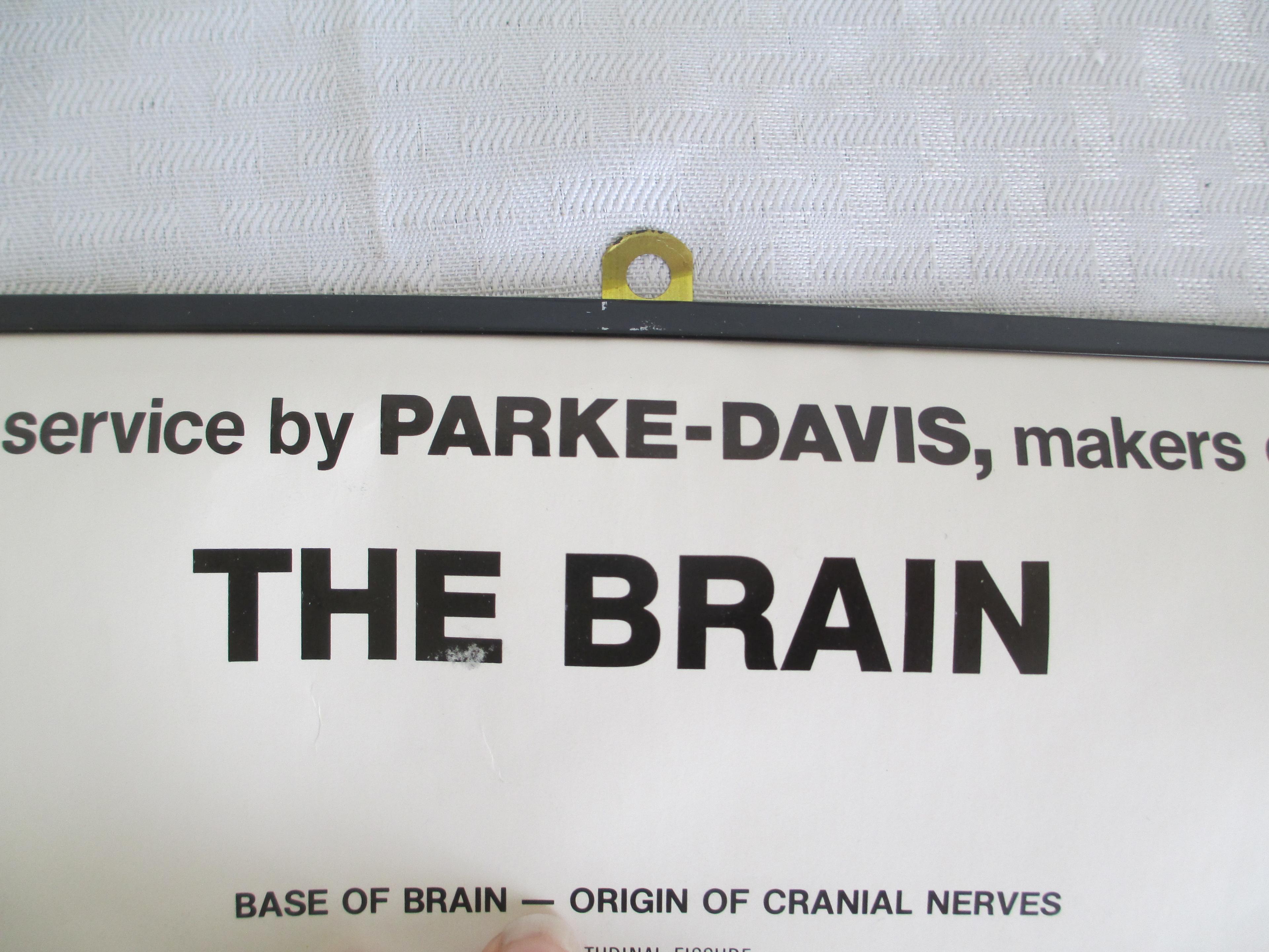 Parke-Davis "The Brain" Teaching Chart