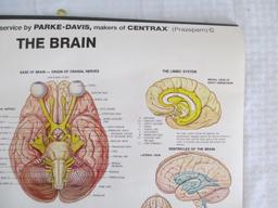 Parke-Davis "The Brain" Teaching Chart