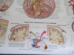 Parke-Davis "The Brain" Teaching Chart