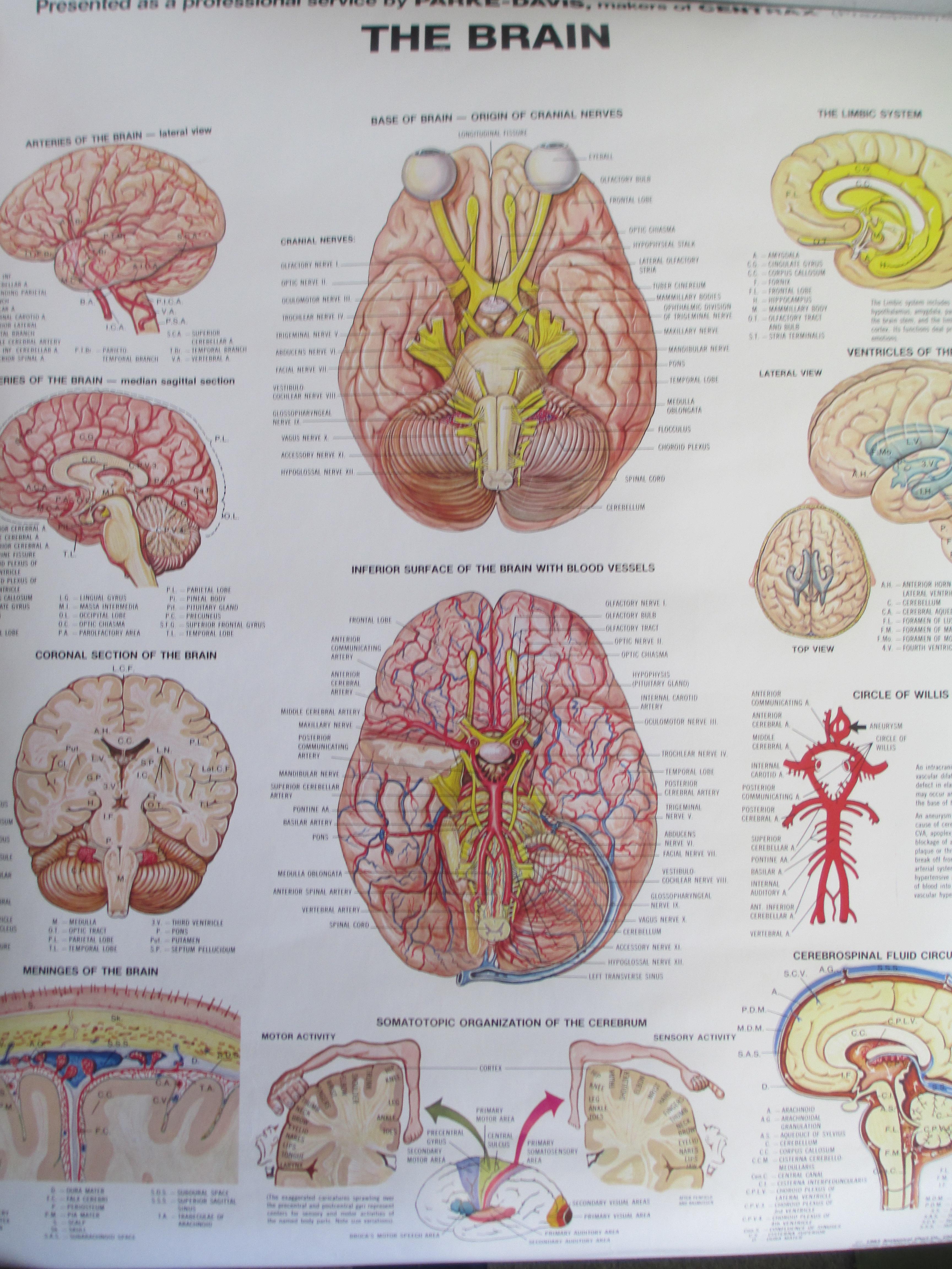 Parke-Davis "The Brain" Teaching Chart