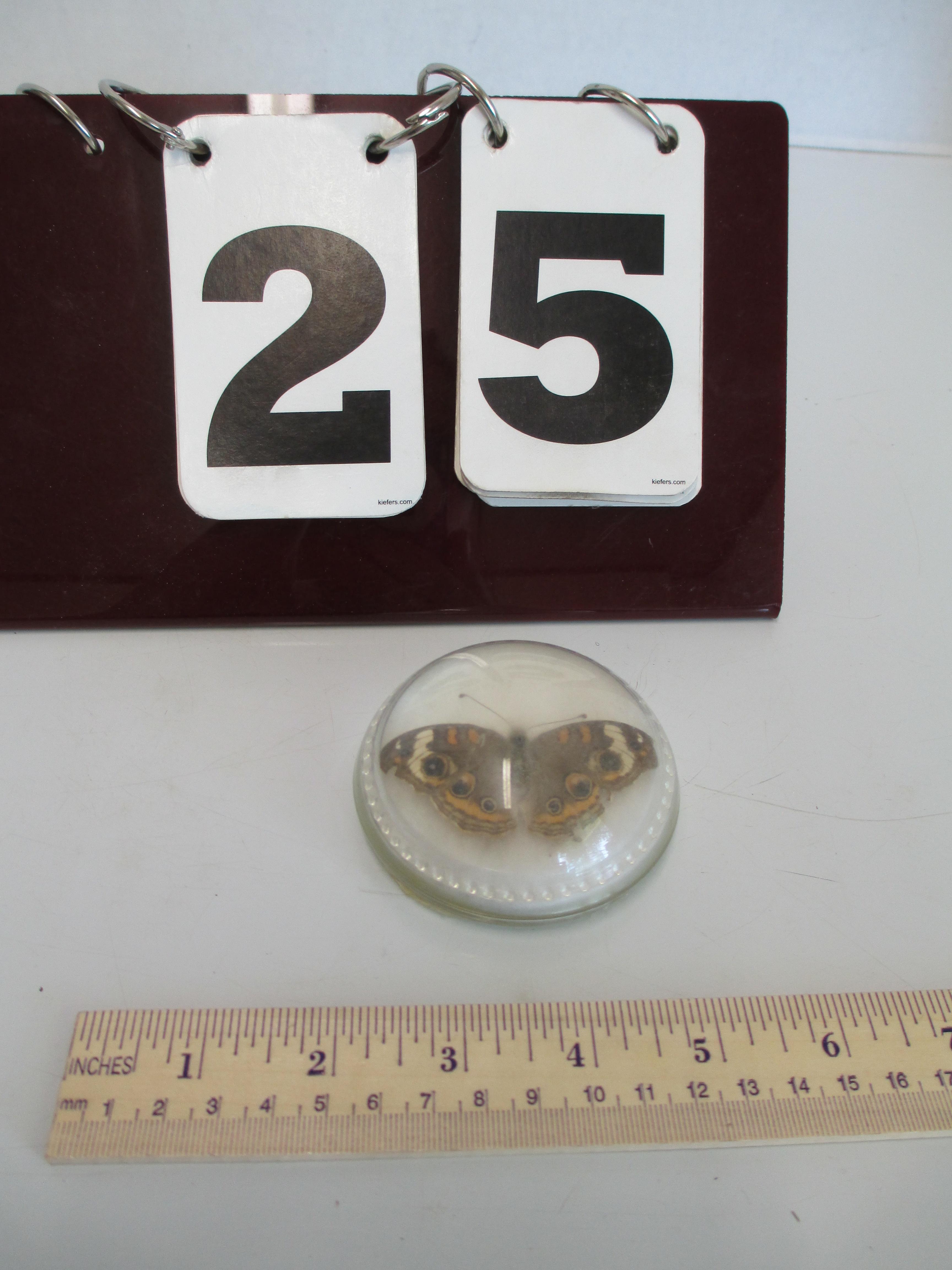 3" Moth Paperweight