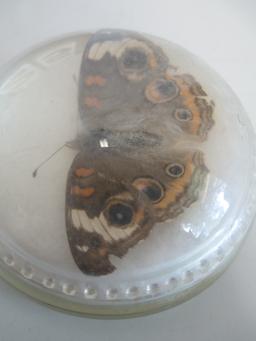 3" Moth Paperweight