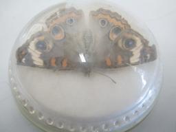 3" Moth Paperweight