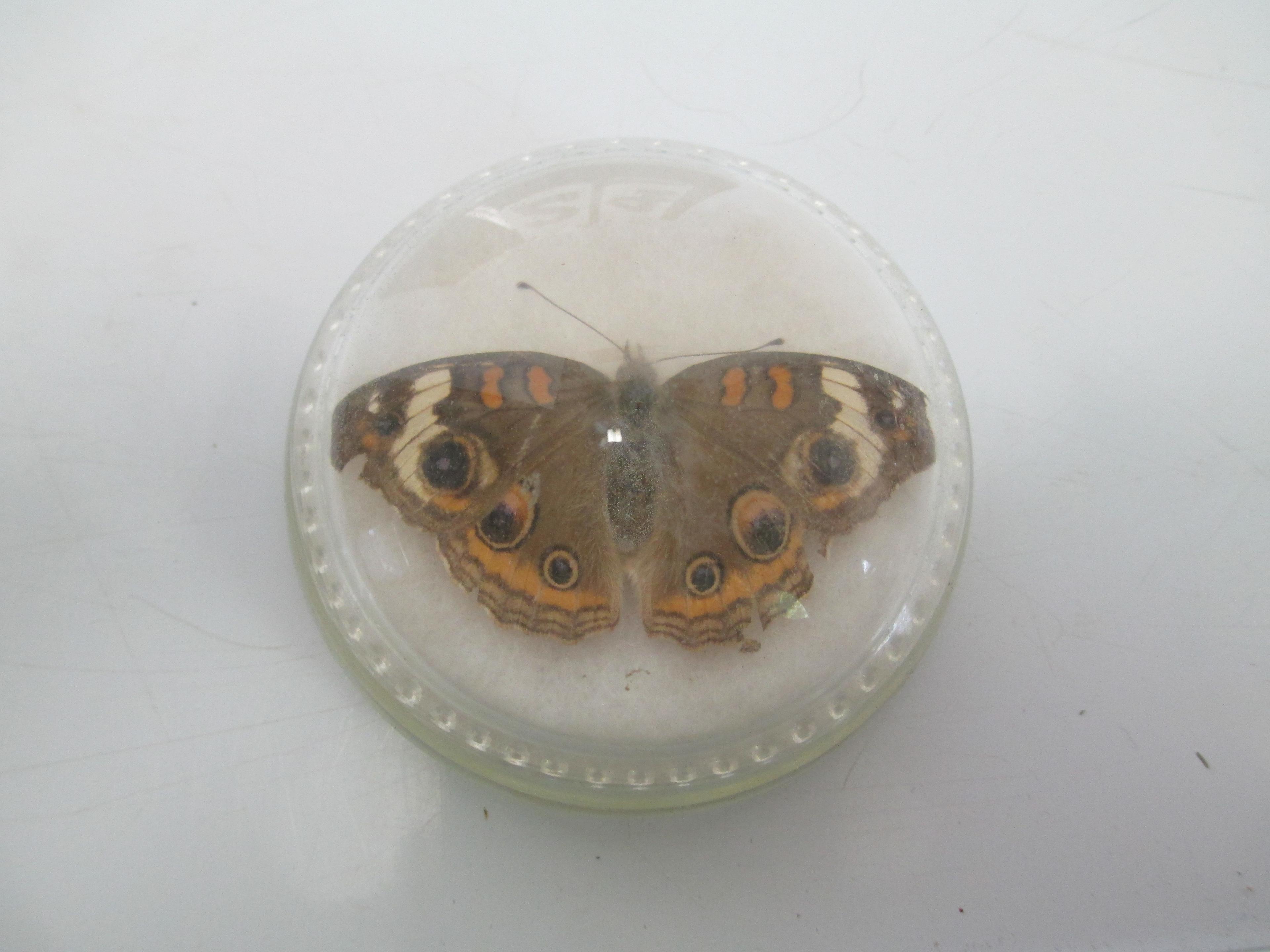 3" Moth Paperweight