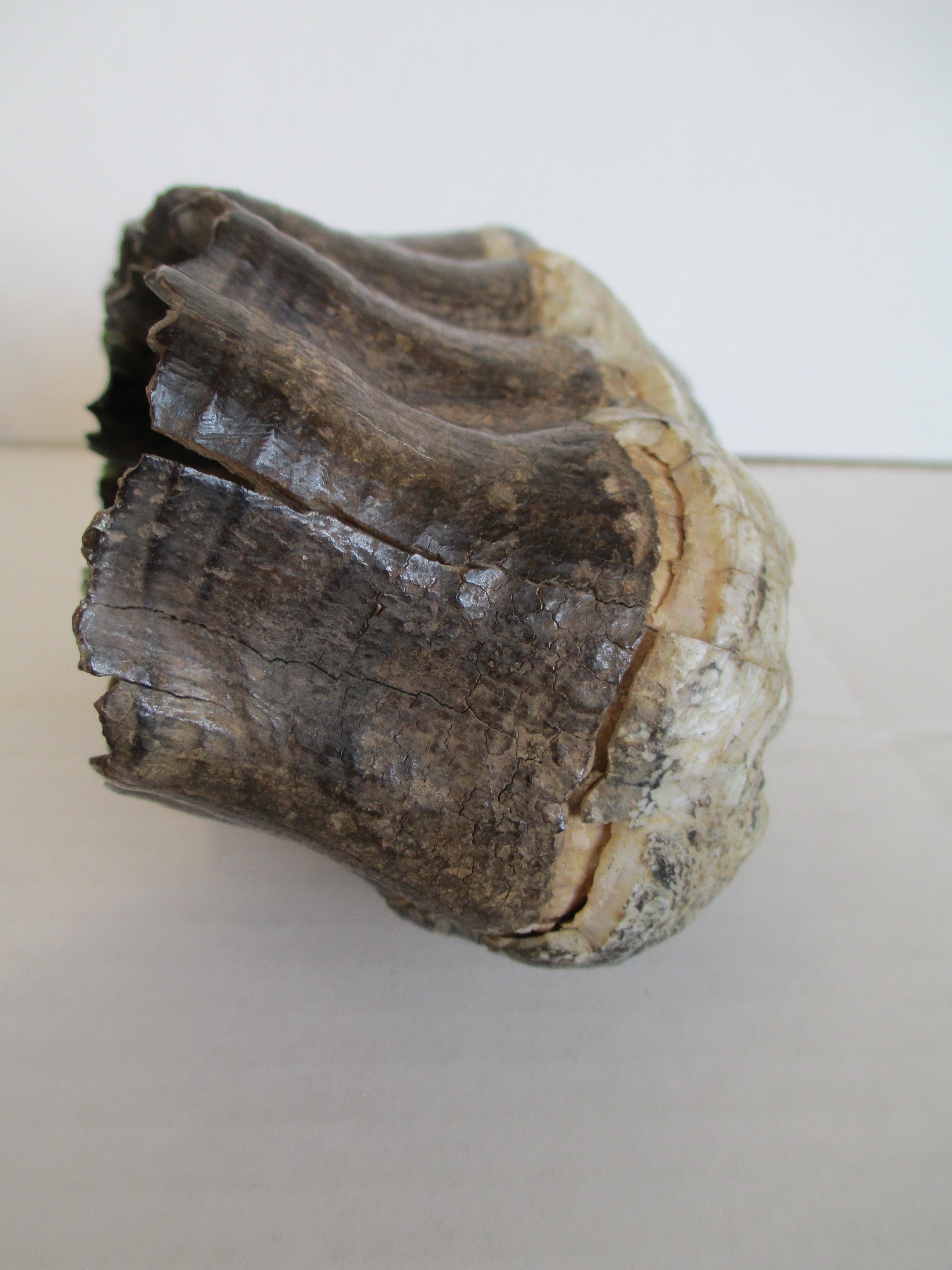Incredible 6" MASTODON Complete Tooth