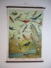 Audubon Society Scroll Chart 1