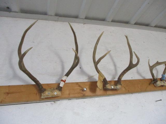Whitetail & Mule Deer Antlers-8 Sets