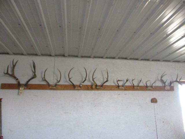 Whitetail & Mule Deer Antlers-8 Sets