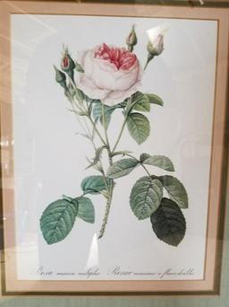 Rosa Muscosa Multiplex Framed Print 22 x 18 3/4