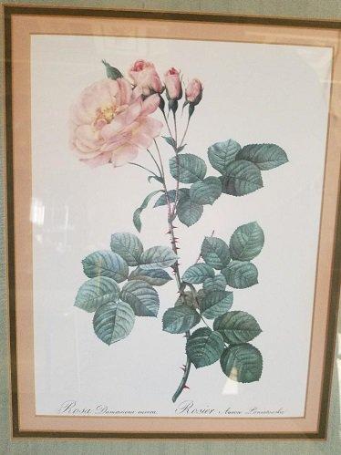 Rosa Damascena Aurora Framed Print 22 x 18 3/4