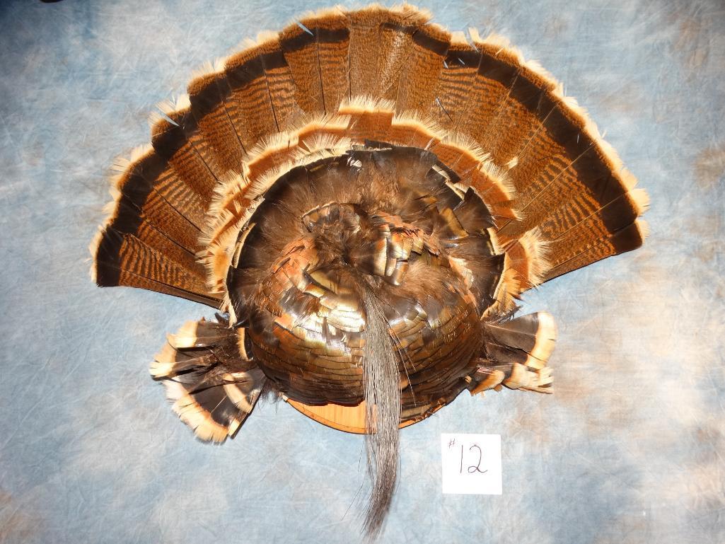 Rio Grande Wild Turkey Tail & Beard Mount