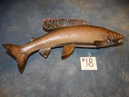 16-1/2 inch Real Skin Arctic Gray Fish Mount