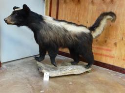 World Record (Texas Skunk) full body mount