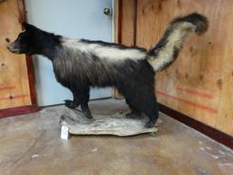 World Record (Texas Skunk) full body mount