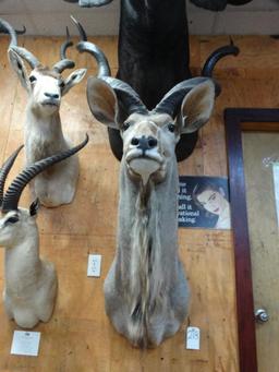 African Greater Kudu shoulder mount