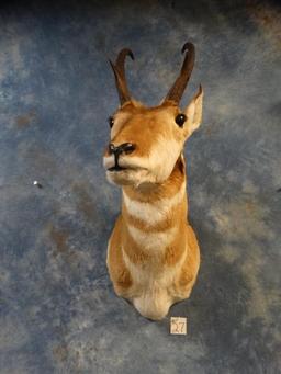 Pronghorn Antelope shoulder mount