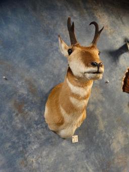 Pronghorn Antelope shoulder mount