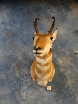 Pronghorn Antelope shoulder mount