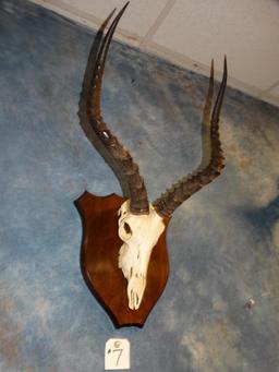 African Impala Skull