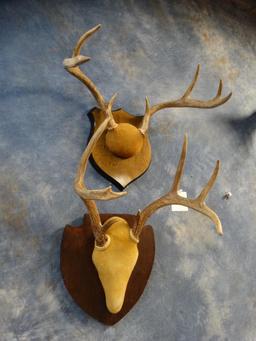 Pair of Texas Hill Country Whitetail Deer Racks mounted on Panels