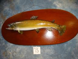 22 inch Real Skin Brown Trout on Panel