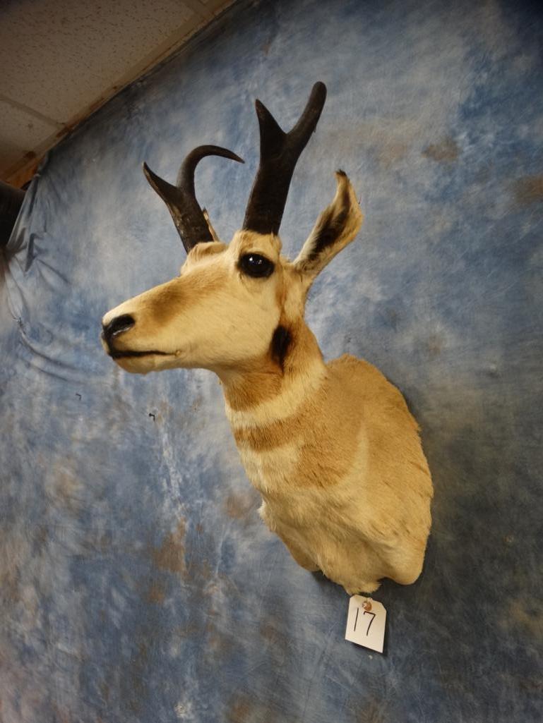 Pronghorn Antelope shoulder mount