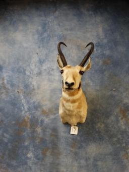 Pronghorn Antelope shoulder mount