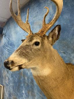 151 1/8 inch gross Wisconsin Whitetail Deer shoulder mount