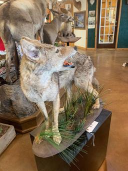 Excellent Texas Coyote full body mount