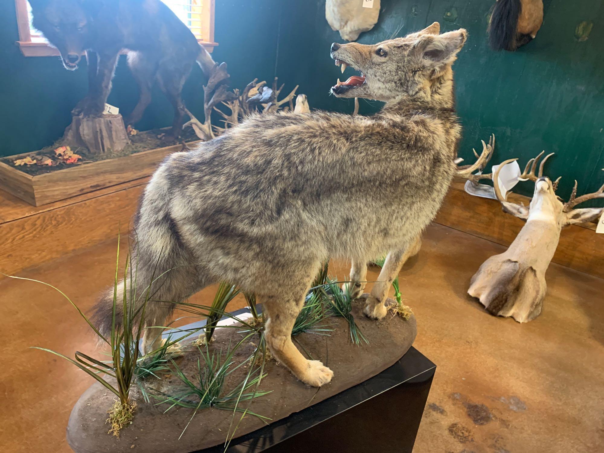 Excellent Texas Coyote full body mount