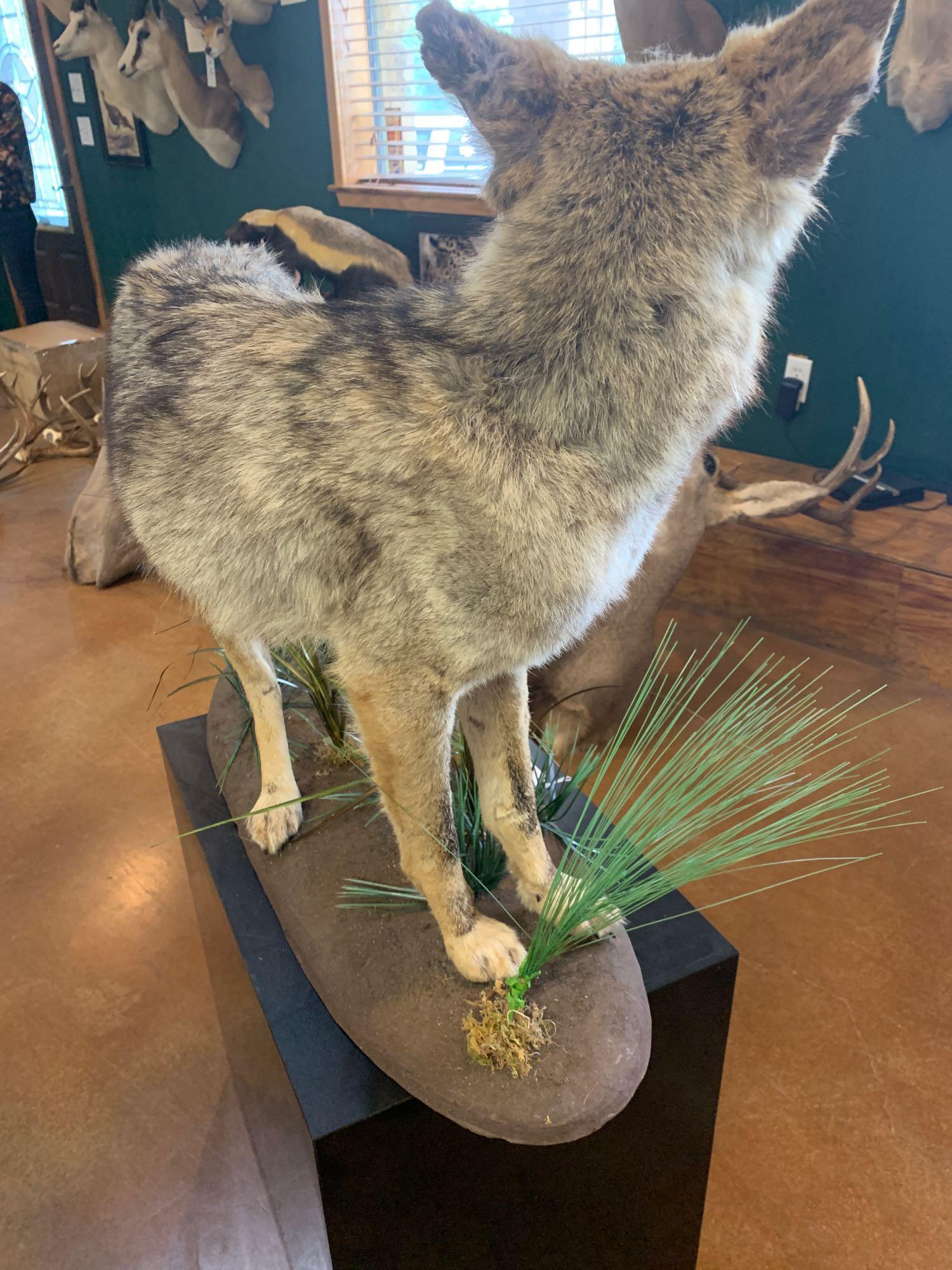 Excellent Texas Coyote full body mount