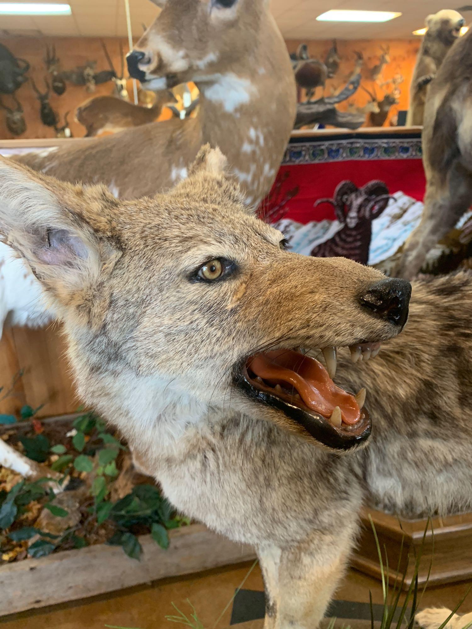 Excellent Texas Coyote full body mount