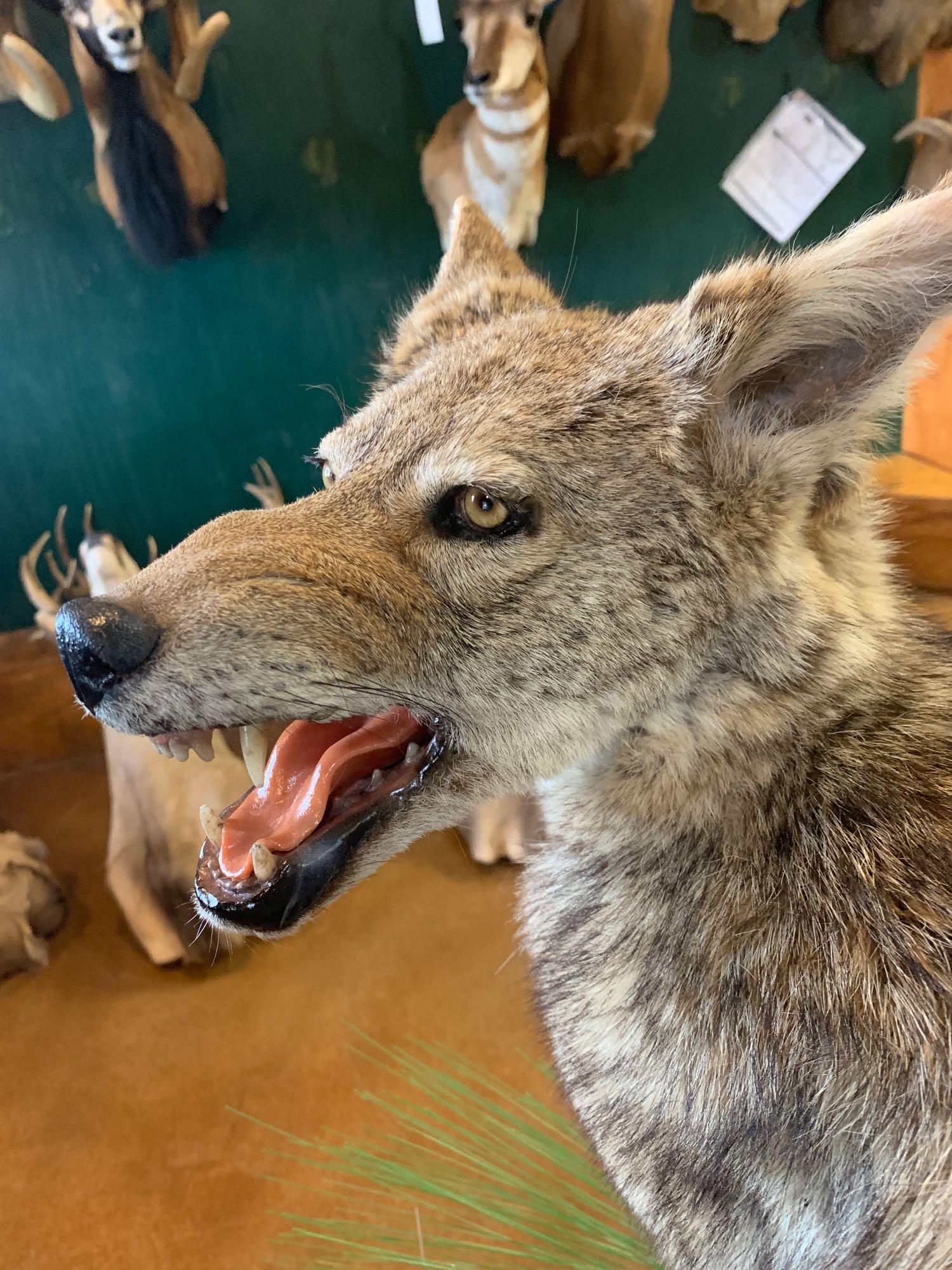 Excellent Texas Coyote full body mount