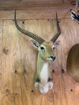 Beautiful African Kafue Flats Lechwe shoulder mount