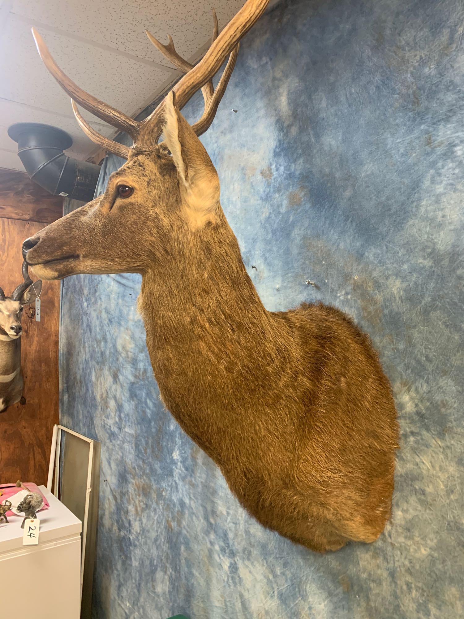 Barasingha Deer shoulder mount (Texas Residents Only!!)