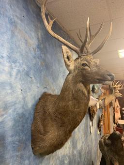 Barasingha Deer shoulder mount (Texas Residents Only!!)