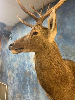 Barasingha Deer shoulder mount (Texas Residents Only!!)