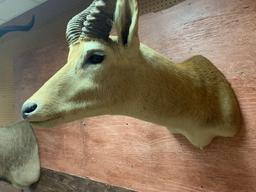 African Red Lechwe shoulder mount (Texas Residents Only!)