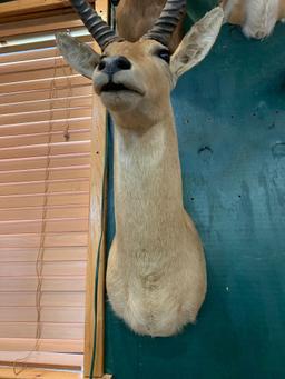 African Common Reedbuck shoulder mount