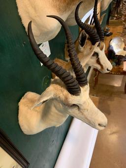 African White Springbok Gazelle shoulder mount