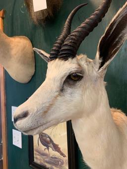 African White Springbok Gazelle shoulder mount