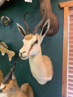 African Common Springbuck shoulder mount