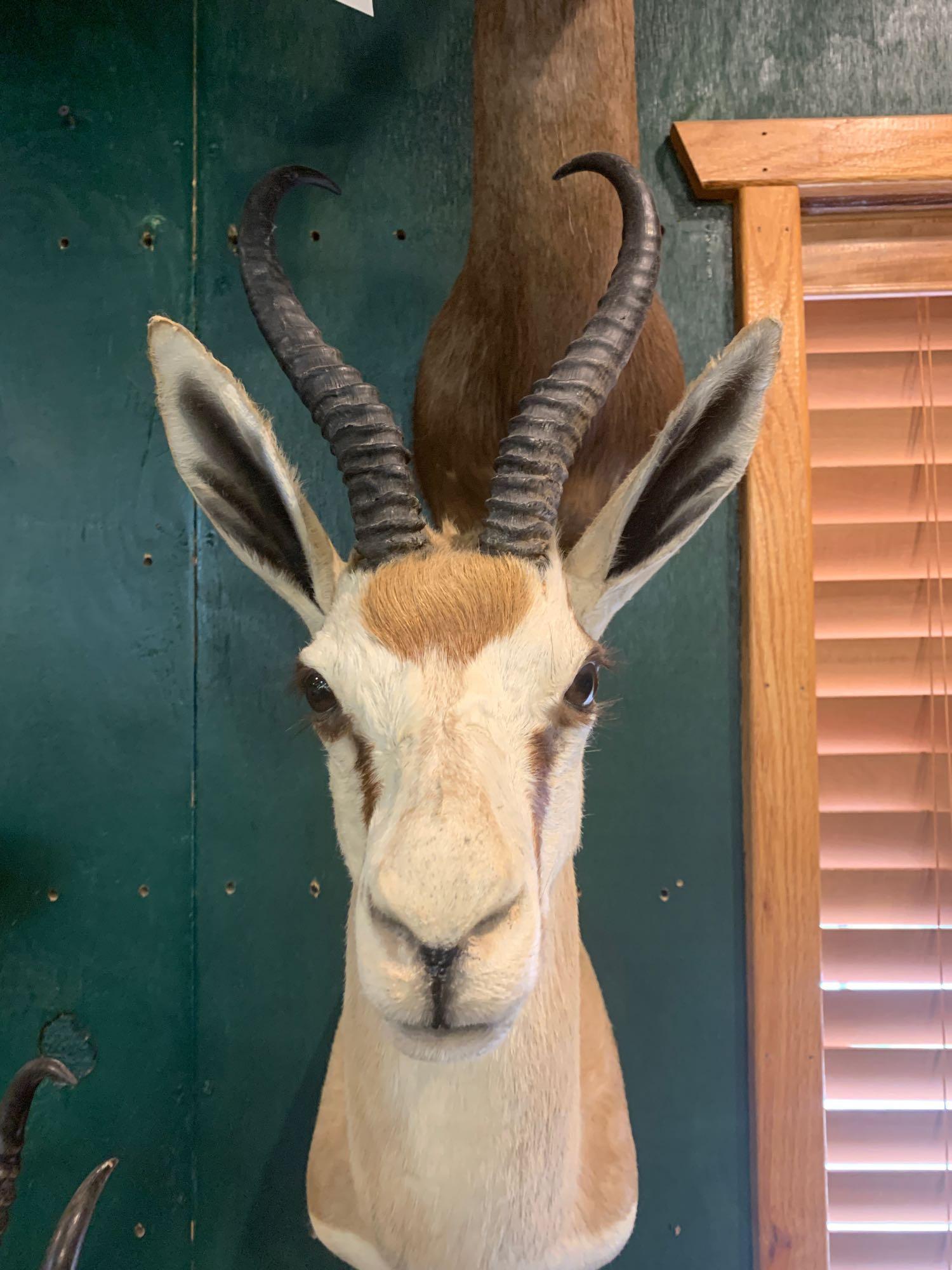 African Common Springbuck shoulder mount