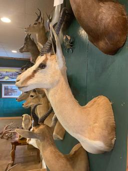 African Common Springbuck shoulder mount