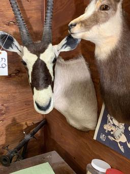 Beautiful Record Book 40 inch Kalahari Gemsbok shoulder mount