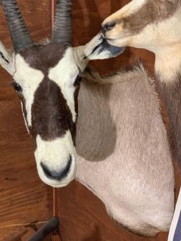 Beautiful Record Book 40 inch Kalahari Gemsbok shoulder mount